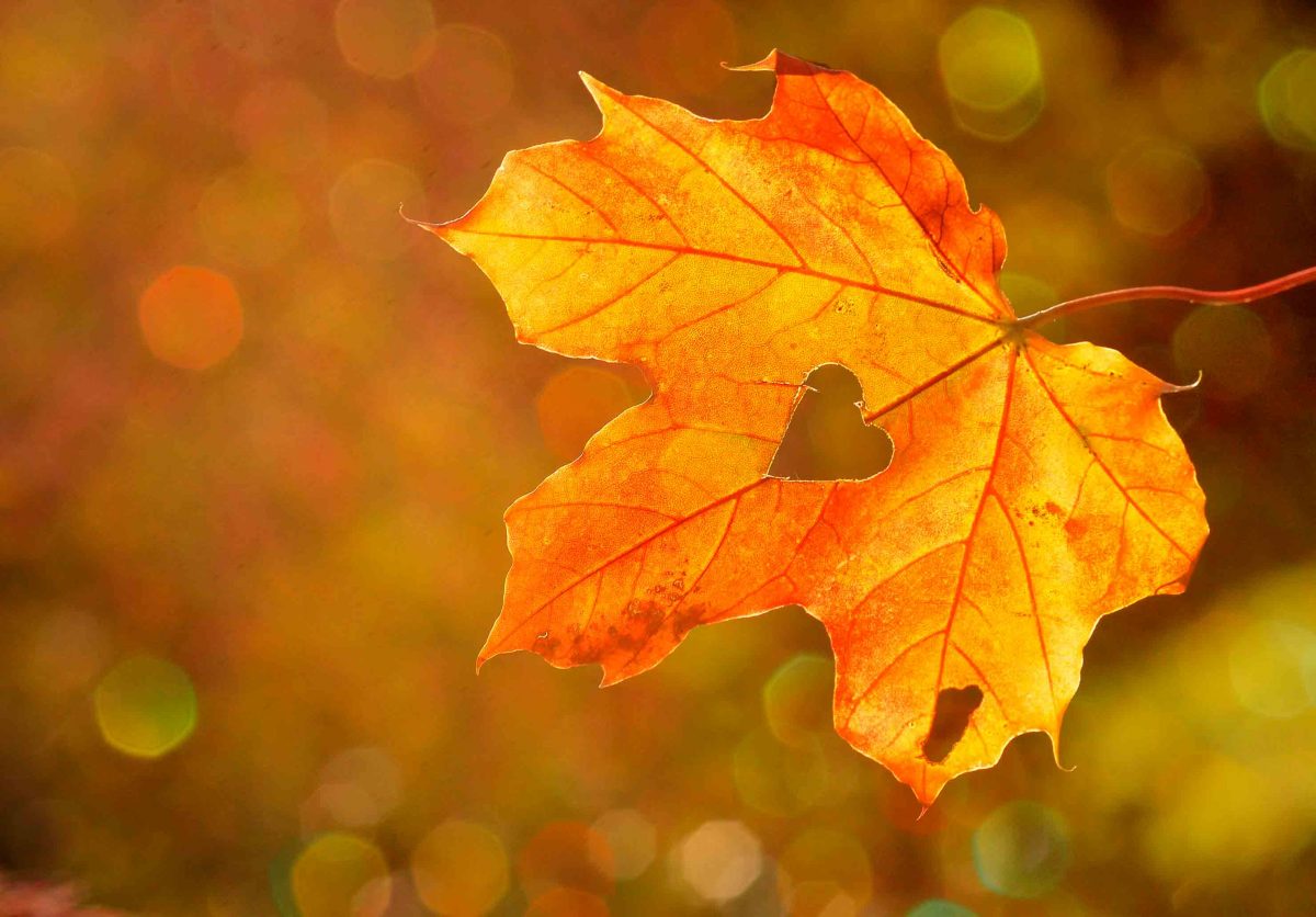 hojas de otoño y parejas estables