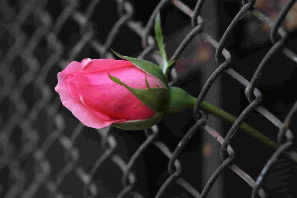 rosa barreras del amor