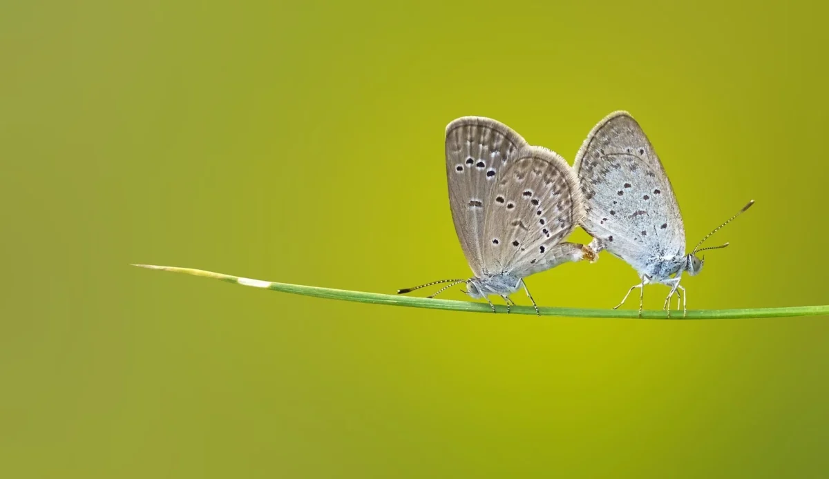 Por qué me cuesta sentir mariposas aunque tengo pareja
