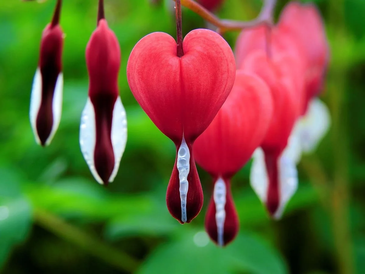 Corazones colgantes formados por frutos de la naturaleza con una terminación en forma de apéndice, representando relaciones que parecen amor pero generan ansiedad.
