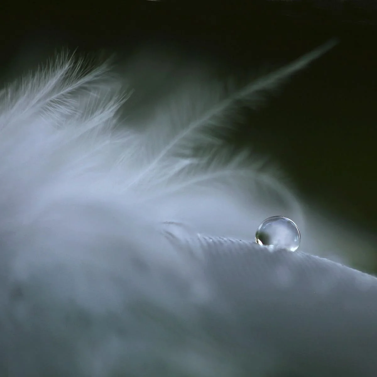 Pequeña gota de agua deslizándose y desprendiéndose de una tela plumosa en una escena simbólica de despedida emocional