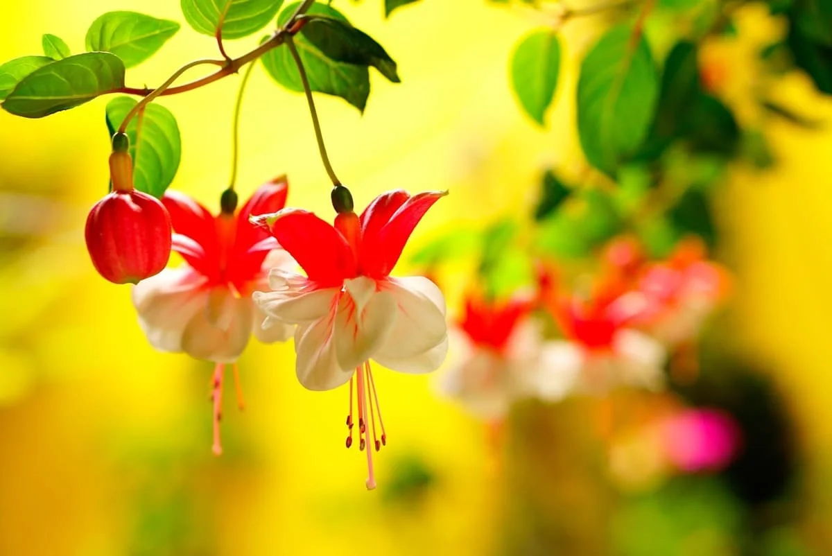 Dos flores unidas en la naturaleza simbolizando cómo aceptar mi cuerpo antes de ir a la playa