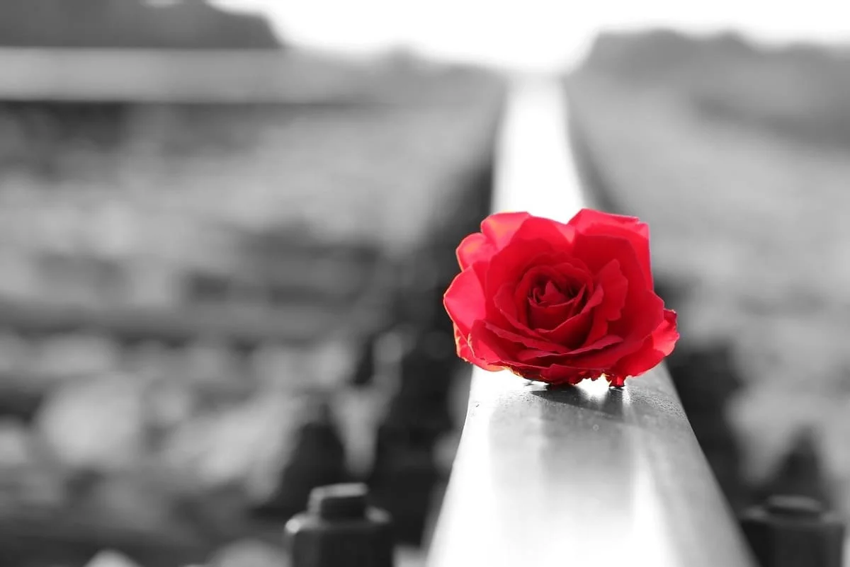 mejor época del año para el amor representado por una rosa
